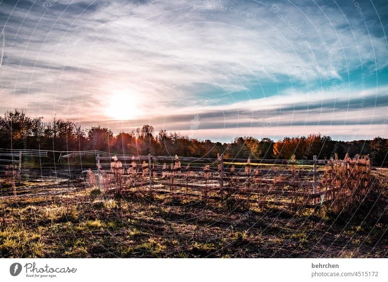 autumn poetry Back-light Sun Sunlight Sunset Fence grasses Autumn leaves Branches and twigs Autumnal landscape Mysterious pretty Dreamily idyllically