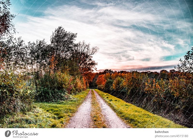 autumn fairy tale Forest Footpath falling leaves Bushes Tree Autumn Landscape Nature Beautiful weather Autumn leaves Seasons autumn mood Autumnal