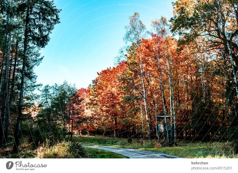 autumn colours Idyll Autumnal landscape Autumnal weather leaves Automn wood Sun autumn walk Autumnal colours autumn mood Autumn leaves Nature Seasons Landscape