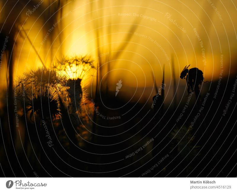 Lion number dandelion in sunset with beautiful bokeh Dandelion Taraxacum sect. ruderalia Yellow Flower flora Nature plants Botany Beauty & Beauty pretty