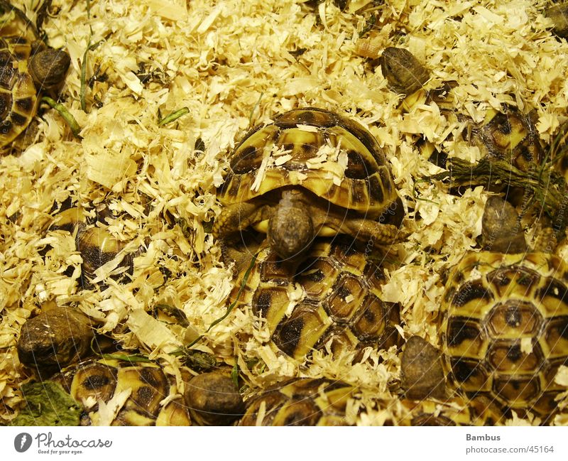 turtles Heap Sawdust Brown Yellow small turtles Detail