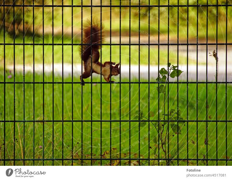 Exhibitionist squirrel hanging from a fence. I guess it's very clear what it is! Hihihi! Squirrel Animal Nature Cute Pelt Wild animal Rodent Brown Exterior shot