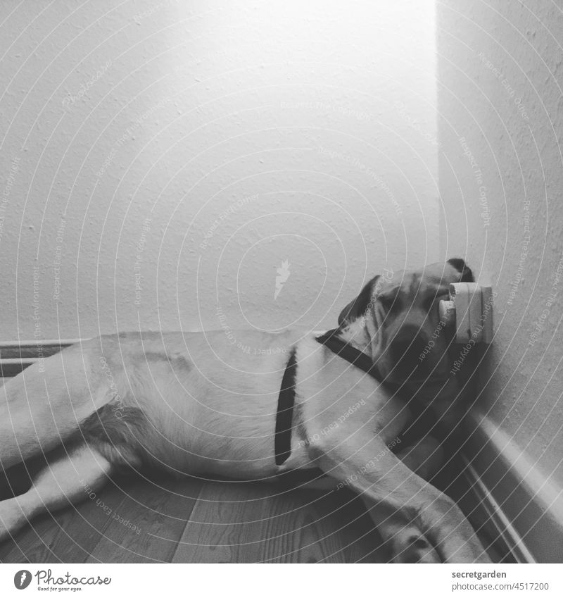 Lightness | The infinite lightness of being in a dog's life. Dog Sleep tired exhausted Corner Flat (apartment) Black & white photo Socket Parquet floor Bleak