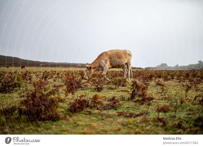 Cow grazing Madeira in the morning morning dew Wet Nature Fog location Portugal Cattle time of day Animal vacation Weather cloudy Calf Brown Mammal Agriculture