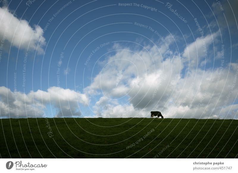 Cow in the field Agriculture Forestry Sky Clouds Meadow Field Animal Farm animal 1 To feed Stand Dairy cow Cattle Beef Cattle farming Pasture Rural Colour photo