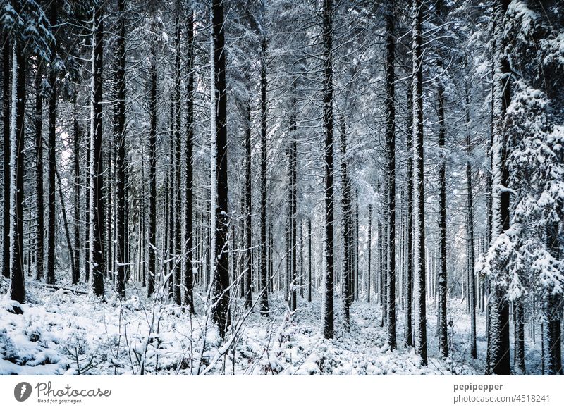 wintry forest Forest Winter Snow trees Cold Nature White Landscape Frost Tree Exterior shot Winter mood winter landscape Winter's day Snow layer Snowscape