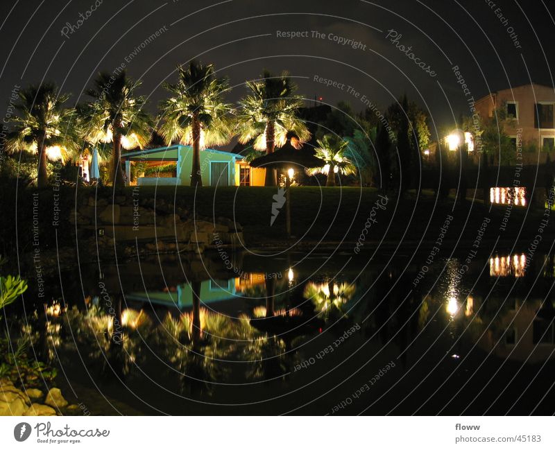 Illuminated palm trees Night Light Palm tree Dark House (Residential Structure) Mirror image Architecture