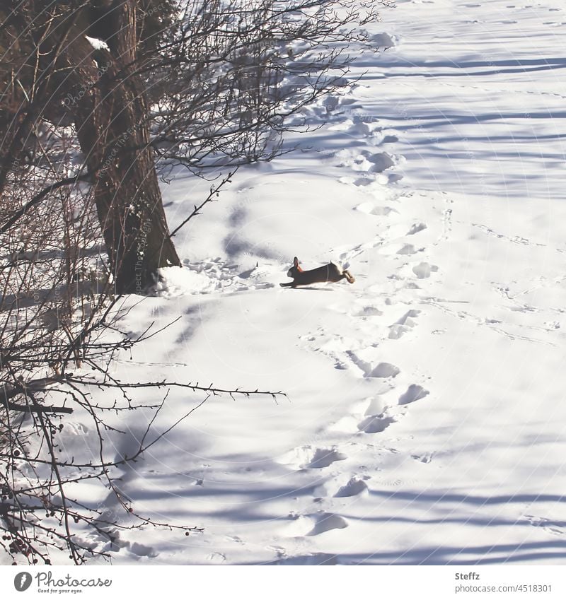 A hare runs in the snow Snow wild rabbits Traces of snow footprints Snow layer winter winter joy hate trail Tracks winter impression snow-covered Winter idyll