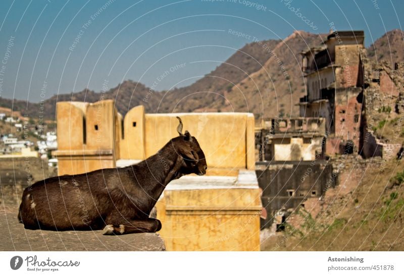 goat Nature Sky Cloudless sky Weather Beautiful weather Mountain Peak Amber Rajasthan India Asia Town Populated House (Residential Structure) High-rise Palace