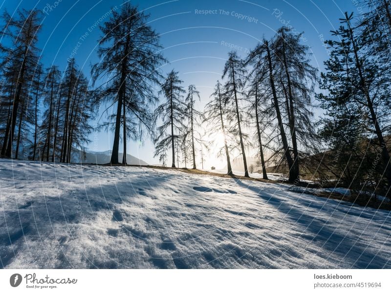 winter snow silhouette