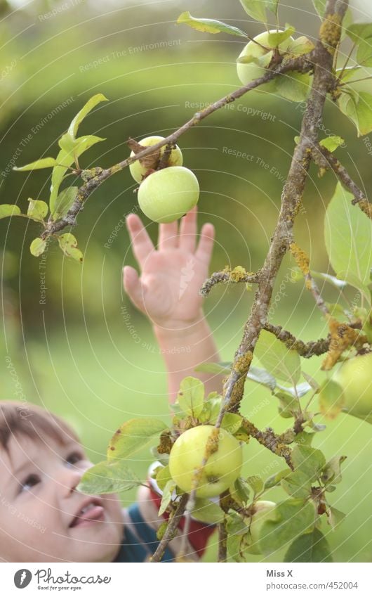I'll be right with you. Food Fruit Apple Nutrition Organic produce Human being Child Face Arm 1 1 - 3 years Toddler Summer Autumn Tree Garden Catch Fresh