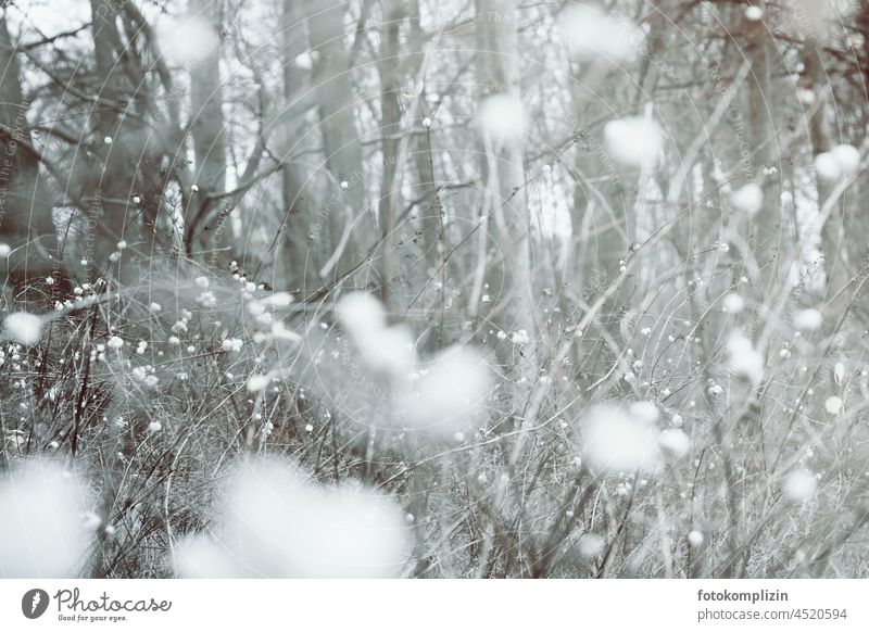 Firecracker peas in gray and white grove in winter Bleak Winter bushes Forest Gray Snowberry White Winter mood Cold Frost hain Ambience atmospheric overgrown