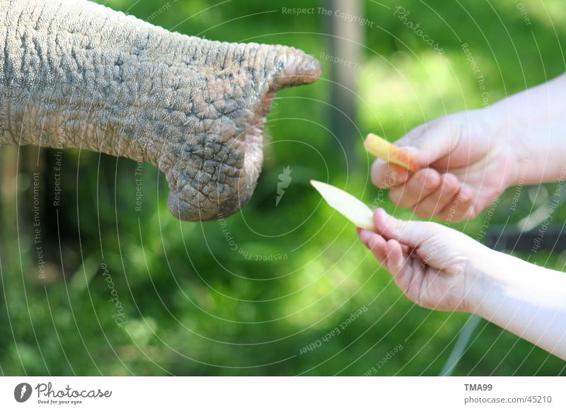 "Giants" - ham Elephant Trunk Hand Zoo Green Hagenbeck zoo Nutrition Apple