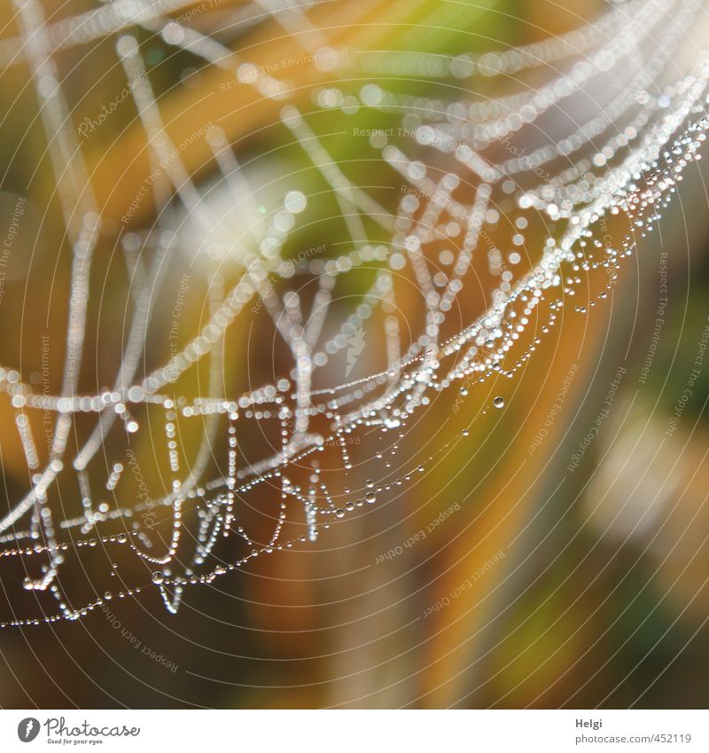 spinning Environment Nature Autumn Cobwebby Spider's web Glittering Hang Esthetic Authentic Uniqueness Natural Brown Yellow Gray White Moody Calm Orderliness