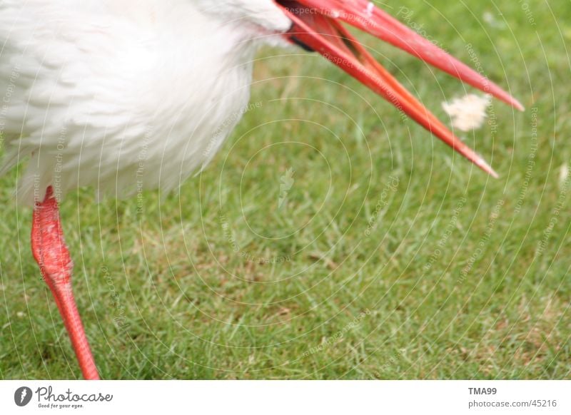 schnappi Stork To feed Beak Partially visible Section of image Detail Copy Space bottom
