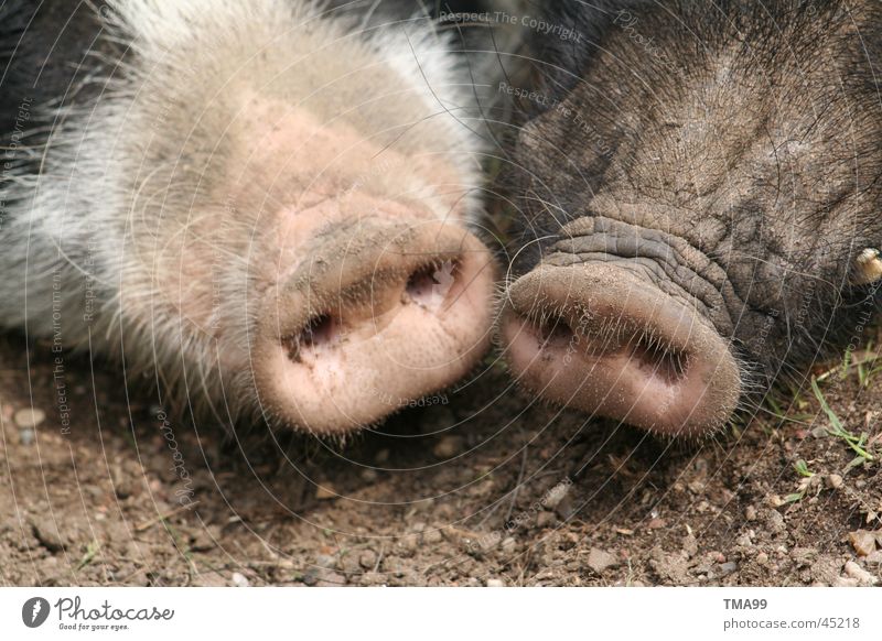 double plug Swine Sow Grunt Pig's snout Transport Nose Double socket