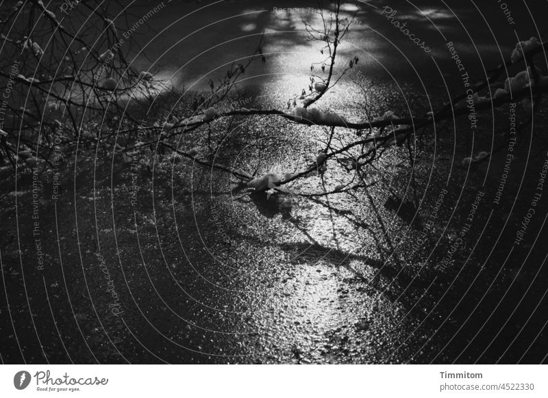 Light on ice surface of a pond Frozen surface Ice Sunlight twigs Snow Winter Cold Frost Nature Deserted Black & white photo Environment Shadow