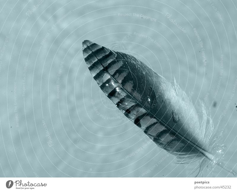 feather-light-wet Jay Bird Wet Feather Water