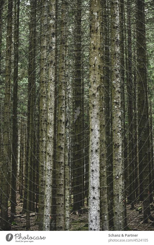 The forest with all the trees tree trunks Forest Bark-beetle Spruce spruces coniferous Tree Environment Wood Forestry Climate change Forest death Tree trunk