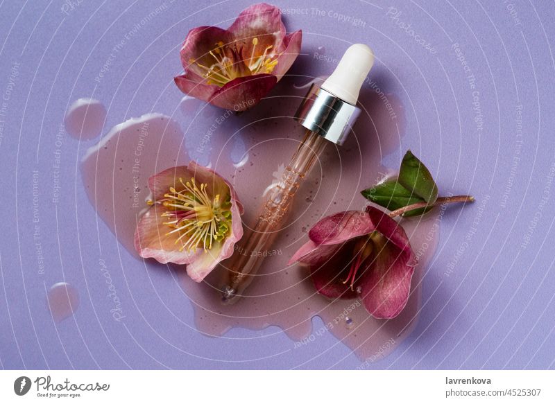 Hellebore flowers with vitamin natural serum on pastel violet background helleborus emulsion oil cosmetic facial pipette cleansing oil drops skin aromatherapy