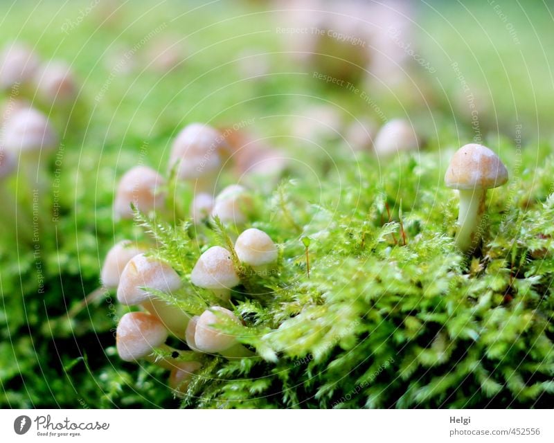 tiny little extended family... Environment Plant Autumn Moss Wild plant Mushroom Forest Stand Growth Esthetic Authentic Fresh Together Small Natural Brown Green