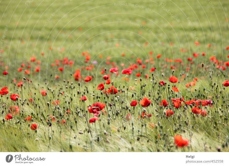 poppy day Environment Nature Landscape Plant Summer Beautiful weather Flower Agricultural crop Grain Barley Barleyfield Poppy Poppy blossom Field Blossoming