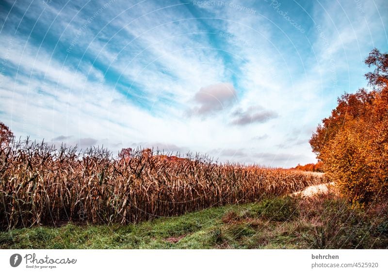 frayed | cloud painting Harvest Maize field Clouds Colour photo Calm Environment Landscape Sky Nature Seasons Field trees Weather Deserted Idyll Exterior shot