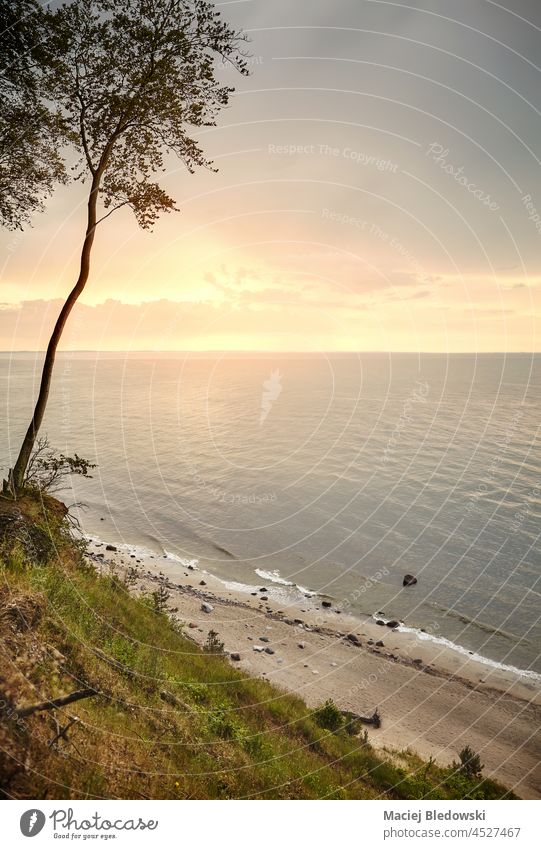 Baltic Sea beach seen from a cliff in Miedzyzdroje at sunset, Poland. sea nature landscape water horizon sky tree coast Europe