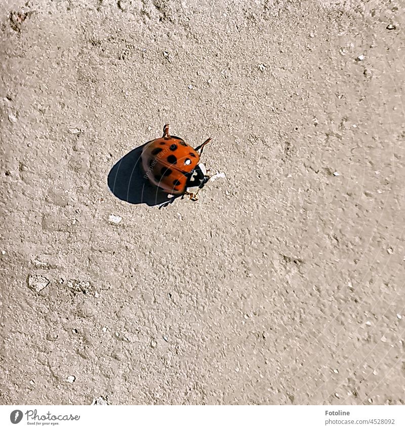 A small red ladybug casts a large shadow. Ladybird Beetle Insect Red Close-up Macro (Extreme close-up) Animal Crawl Colour photo Small Exterior shot Happy