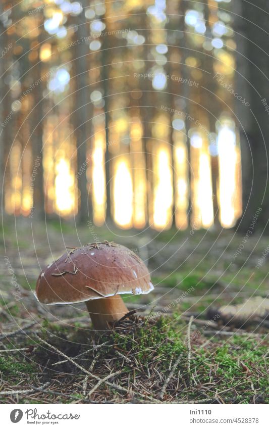 Spruce Stone Mushroom Nature Forest Spruce forest boletus Boletus Edulis edible mushroom thick-fleshed brown hat white border Spruce trunks Woodground Moss