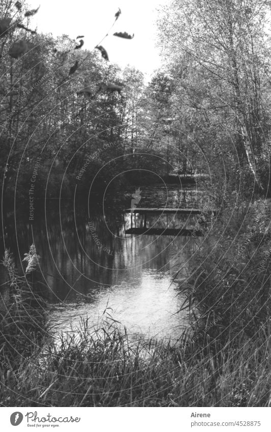 far away from the daily grind Footbridge Water Calm Lake Nature Loneliness Lonely Dark Relaxation somber Dreary Wood Pond Gloomy melancholy Sadness Gray pond