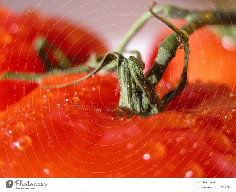 tomato Healthy Tomato