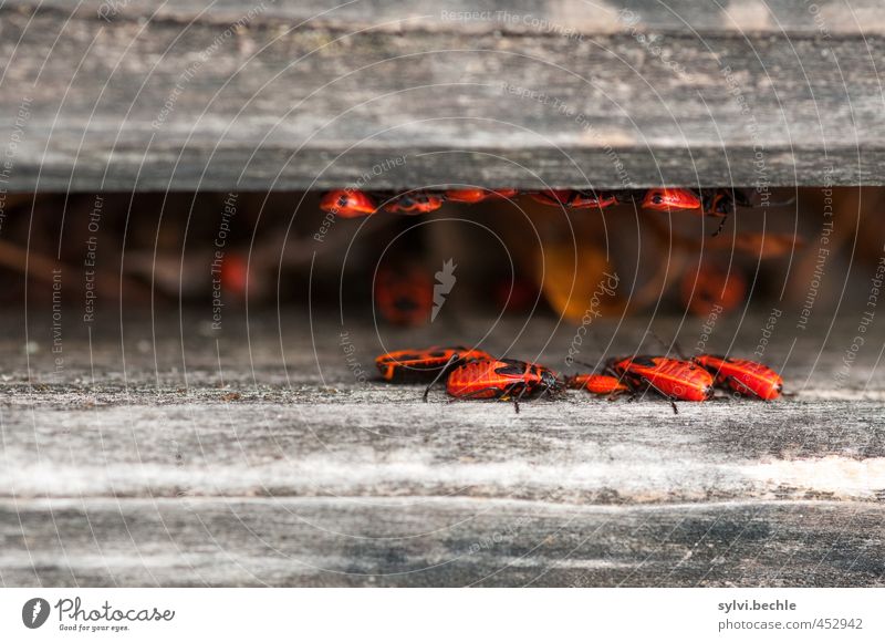 Subtenant - happy extended family Summer Living or residing Flat (apartment) Environment Nature Animal Wild animal Beetle Group of animals Flock Animal family