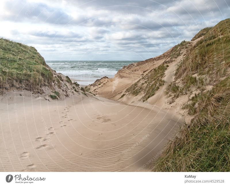 charme materiale videnskabsmand Beach access in the dunes at the Danish North Sea coast in Jutland near  Nørre Vorupør - a Royalty Free Stock Photo from Photocase