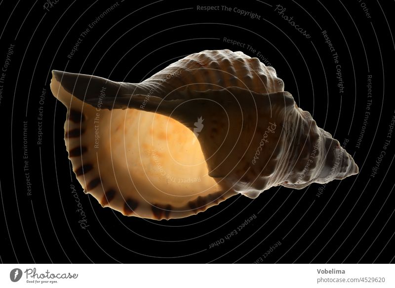 Sea snail against black background Gray Sea slug marine gastropods Crumpet snails Snail shell silver Souvenir Mollusk Black Housing transmitted Back-light