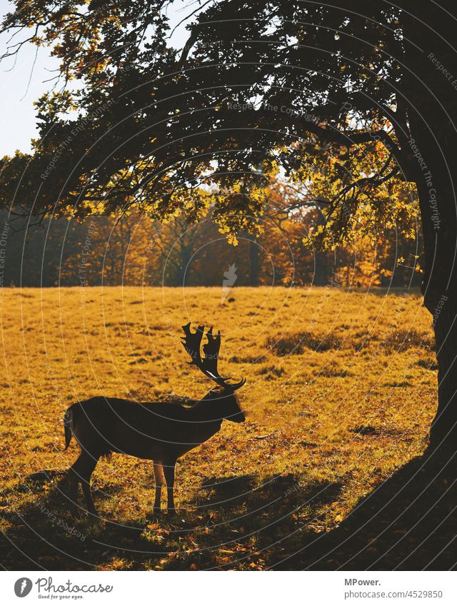 The stag Wild animal Autumn Animal portrait Nature Grass Deserted Mammal Forest Cor anglais antlers Meadow Observe Hunting animal world Buck Wilderness Green
