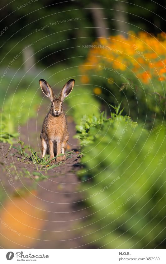 Unlock the spoons! Environment Animal Summer Beautiful weather Agricultural crop Field Wild animal Hare & Rabbit & Bunny 1 Observe Green Orange Watchfulness