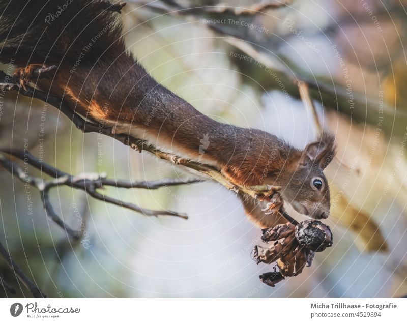 Squirrel stretches and reaches for nuts on tree sciurus vulgaris Head Muzzle Eyes Paw Claw Animal face Pelt Tree Tree trunk To feed To hold on Curiosity Observe