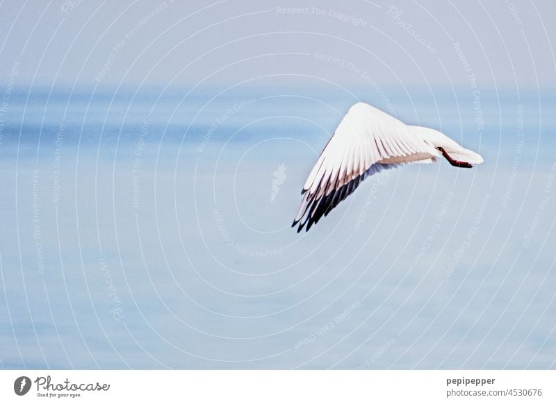 seagull in flight Seagull Gull birds gulls Flying Floating Bird Grand piano Animal Exterior shot Colour photo Sky Freedom flapping Flight of the birds Wild bird