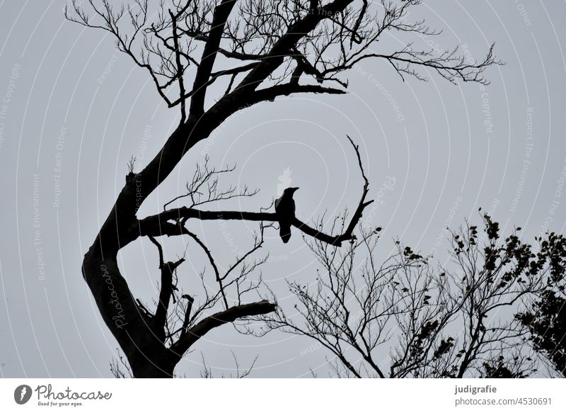 Crow on bare tree Bird raven Raven birds Raven Bird Tree Bleak Winter Autumn Black Sky Animal Nature Branch Contrast Sit silhouette Treetop sedentary naturally