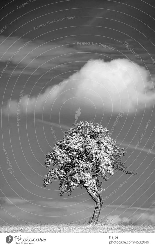 tree with clouds in an infrared photo odd single black and white monochrome agriculture country countryside environment grass growth idyllic land landscape