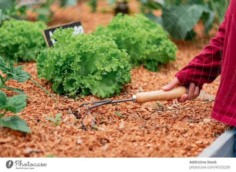 Farmer loosening soil with rake in garden bed gardener salad greens lettuce plant agriculture agronomy vegetable farm tool work cultivate instrument growth