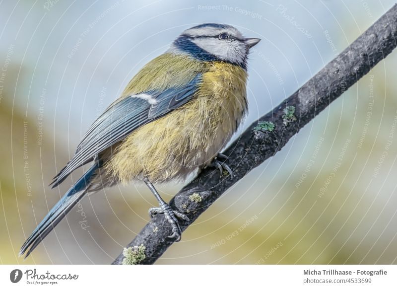 Blue Tit in the Sunshine Tit mouse Cyanistes caeruleus Animal face Head Eyes Beak Plumed Grand piano Feather Claw Bird Wild animal Animal portrait Full-length