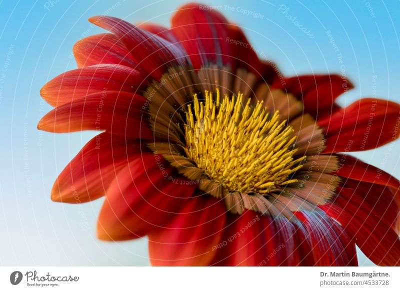 Inflorescence of a gazania, cultivated form; serves as summer flower in Central Europe, as not winter-hardy Gazania inflorescence cultivated breed Garden form