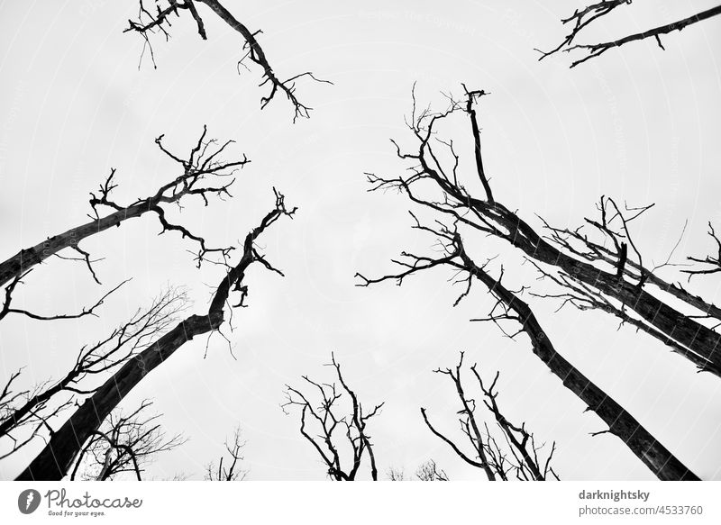 Dead trees in a marsh, tree trunks and branches in a forest in autumn season, deciduous forest and deciduous trees Forest Nature Autumn Tree Wilderness