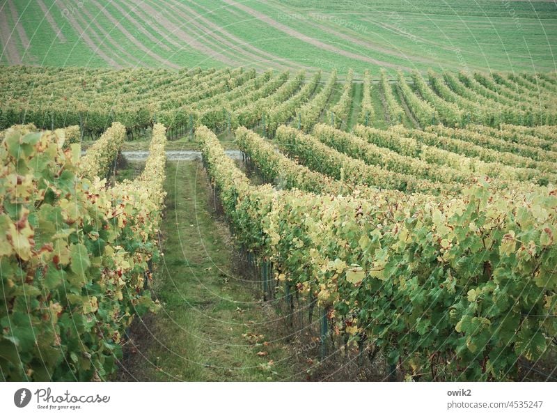 Row by row Vineyard Idyll Winery Slope Agricultural crop Beautiful weather Landscape Deserted Agriculture County Kitzingen Lower Franconia Manmade landscape