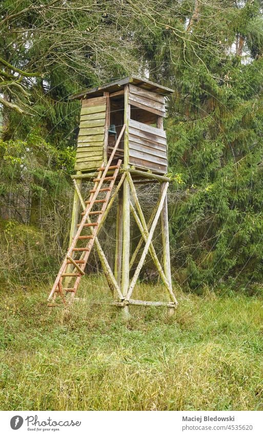 Wooden deer and wild boar hunting tower in forest. hide woods stand blind nature green tree environment day outdoors wilderness autumn fall season observation