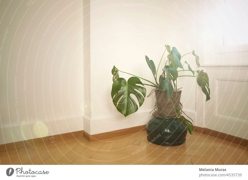 Monstera plant indoor, potted monstera houseplant in the room by the window, sunset light. background botany copy space decor decoration decorative exotic flora