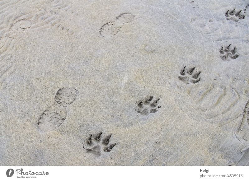 Traces in the sand Beach Sand Island Tracks footprints late summer Vacation & Travel Exterior shot Deserted Sandy beach dog tracks Pawprint shoe print Pattern