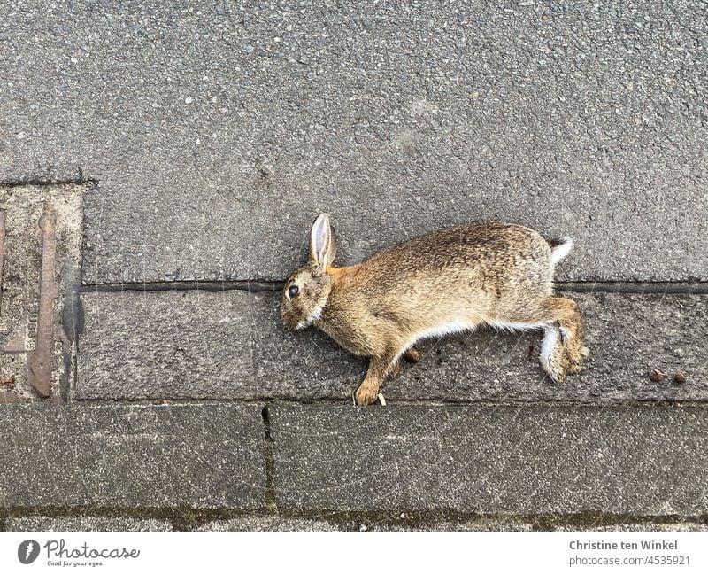 can dogs get sick from eating a dead rabbit